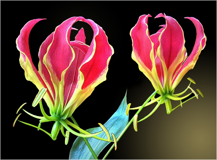 Gloriosa, Ruhmeskrone ( Gloriosa superba ) -1-