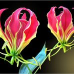 Gloriosa, Ruhmeskrone ( Gloriosa superba ) -1-