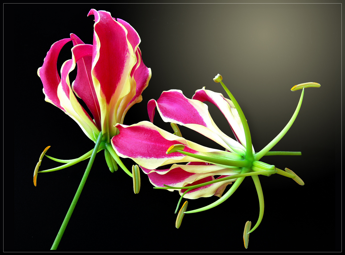 Gloriosa, Ruhmeskrone ( Gloriosa superba ) -2-