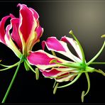 Gloriosa, Ruhmeskrone ( Gloriosa superba ) -2-