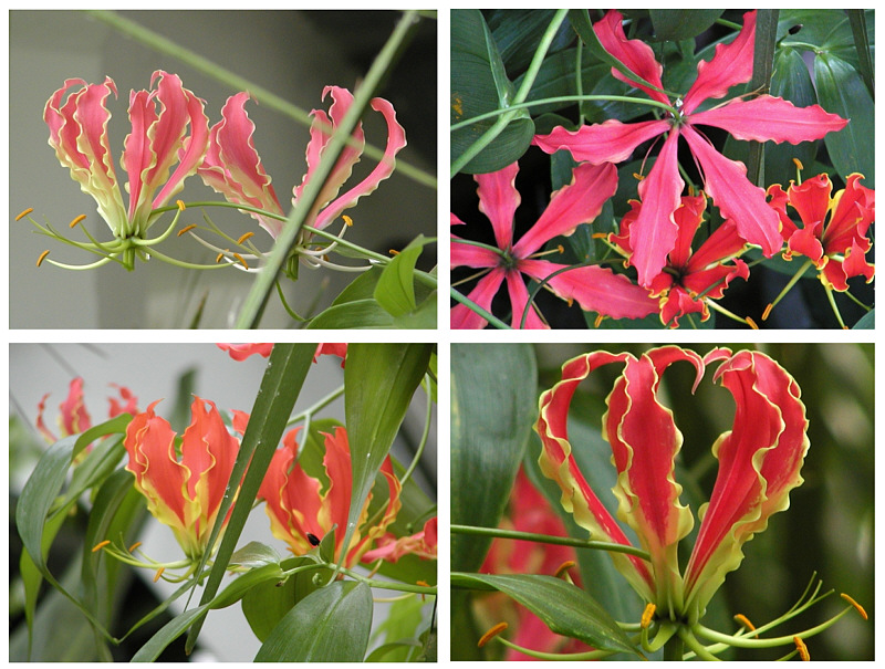 Gloriosa superba 'Rothschildiana'