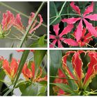 Gloriosa superba 'Rothschildiana'