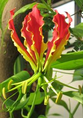 Gloriosa superba Rothschildiana