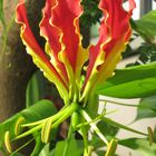 Gloriosa superba Rothschildiana