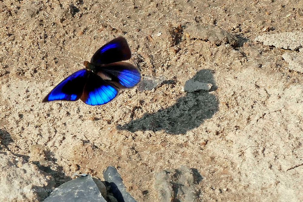 Glorious Purplewing, Eunica sophonisba