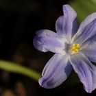 Glory-of-the-snow (Chionodoxa)