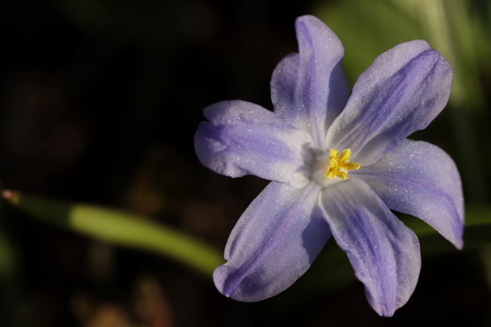 Glory-of-the-snow (Chionodoxa)