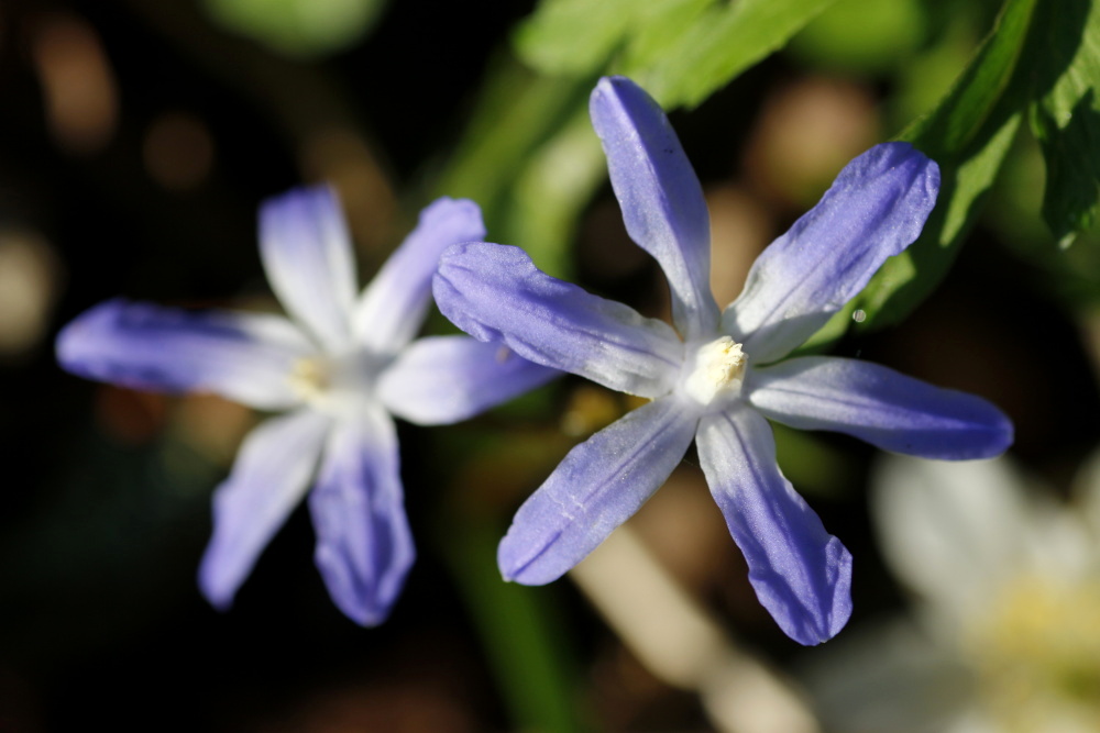 Glory-of-the-snow (Chionodoxa)