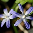 Glory-of-the-snow (Chionodoxa)