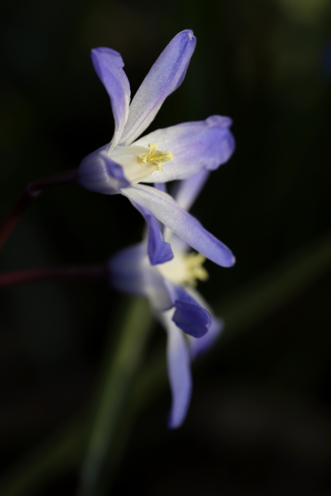 Glory-of-the-snow (Chionodoxa)