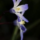 Glory-of-the-snow (Chionodoxa)