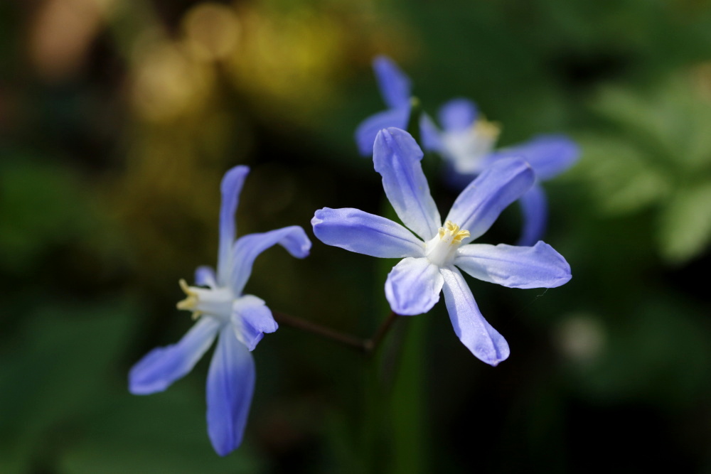 Glory-of-the-snow (Chionodoxa)