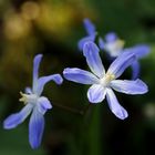 Glory-of-the-snow (Chionodoxa)