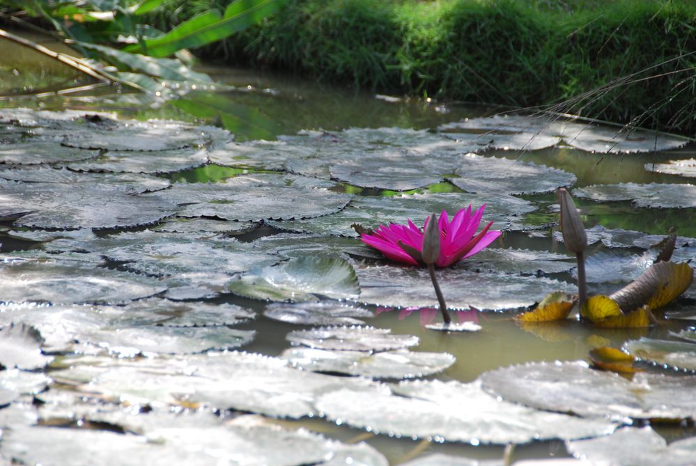 Glory on the Mekong