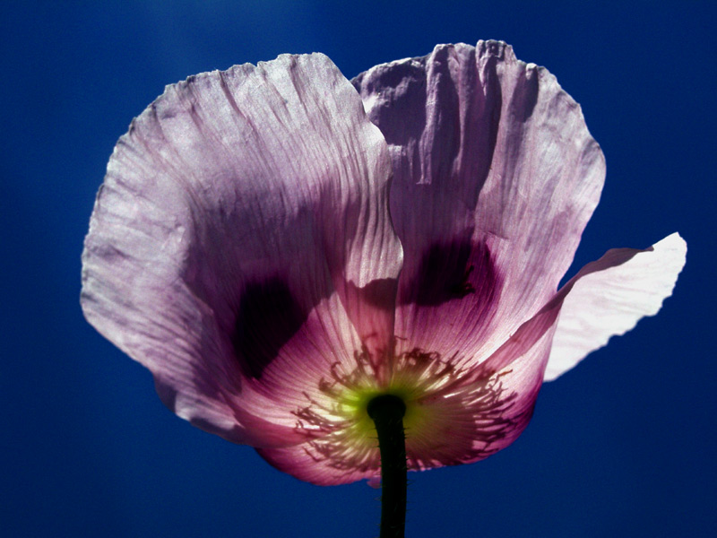 ... glory poppy II ...