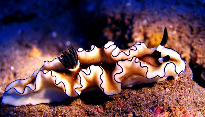 Glossodoris atromaginata