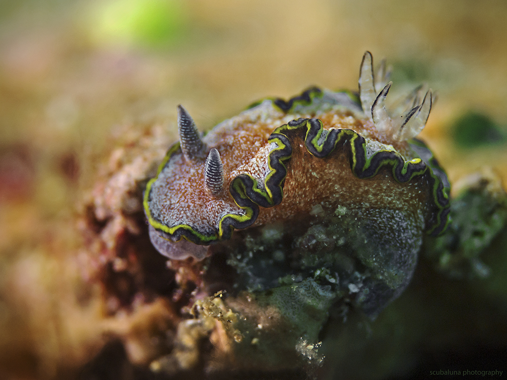 Glossodoris cincta