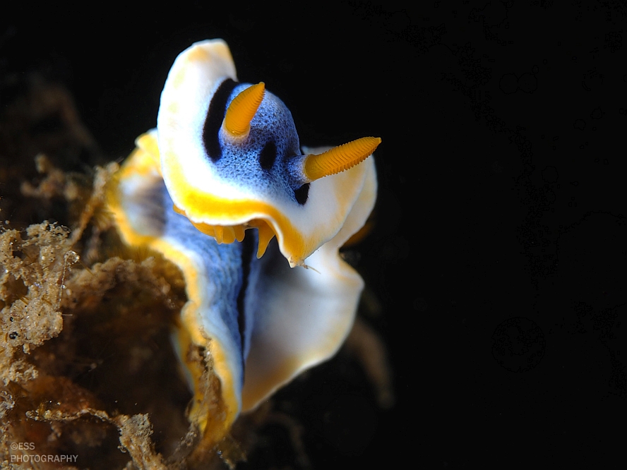 Glossodoris cruentus