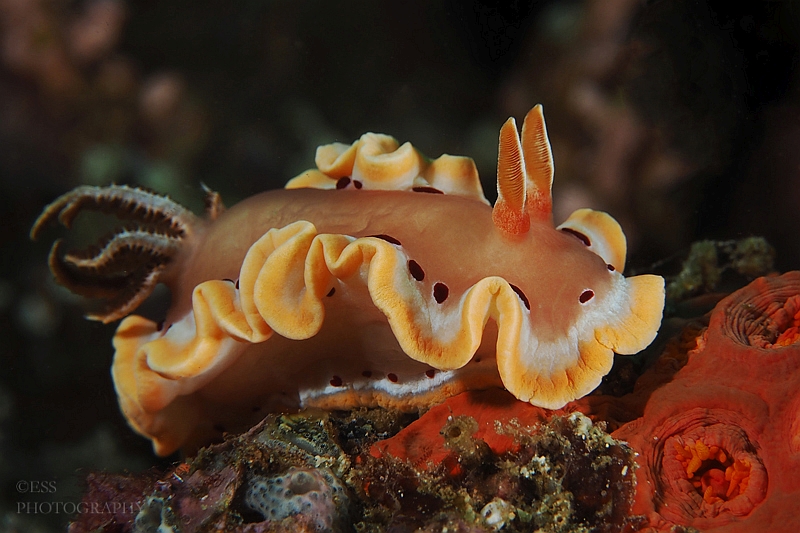 Glossodoris cruentus