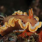 Glossodoris cruentus