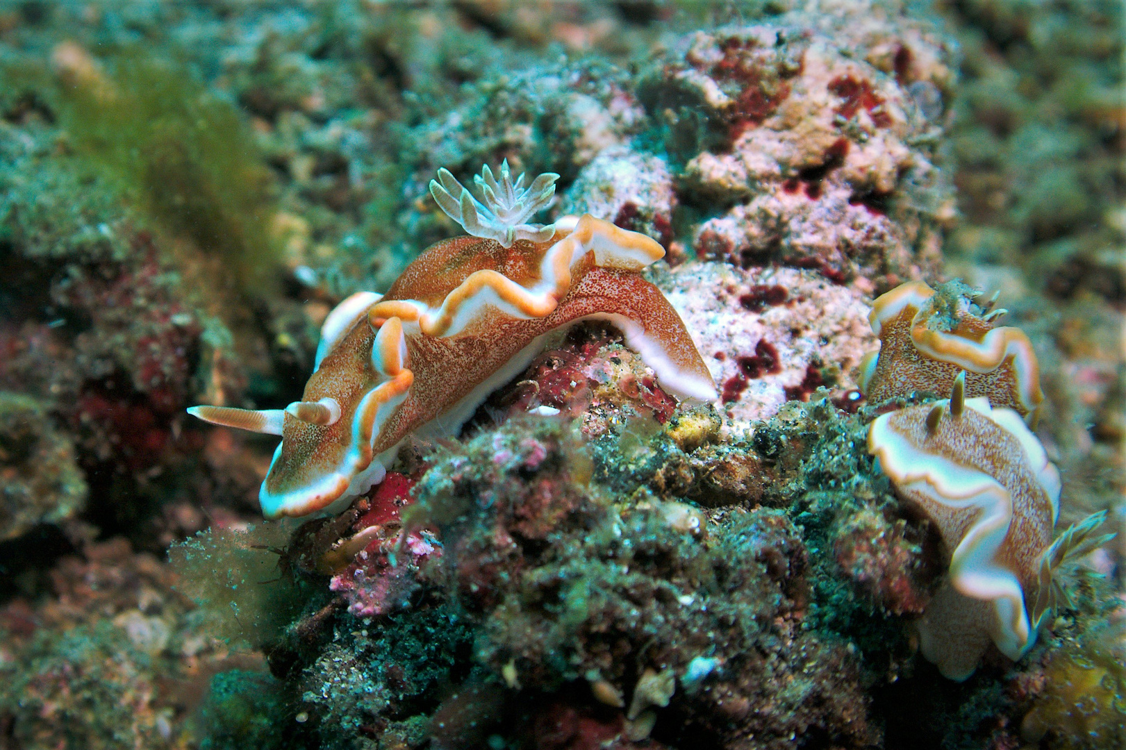 Glossodoris rufomarginata