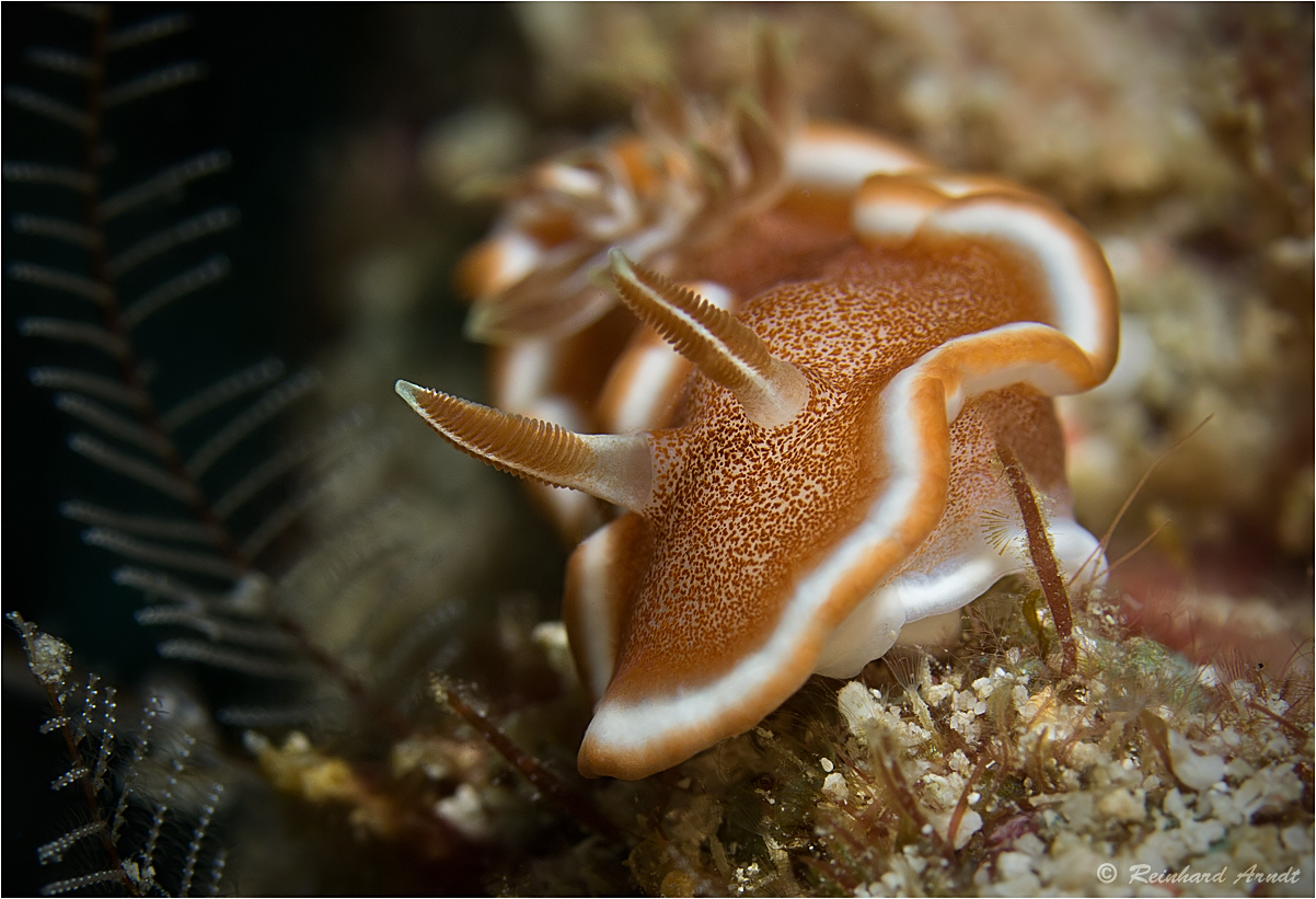 Glossodoris ruformaginata