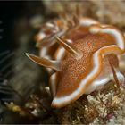 Glossodoris ruformaginata