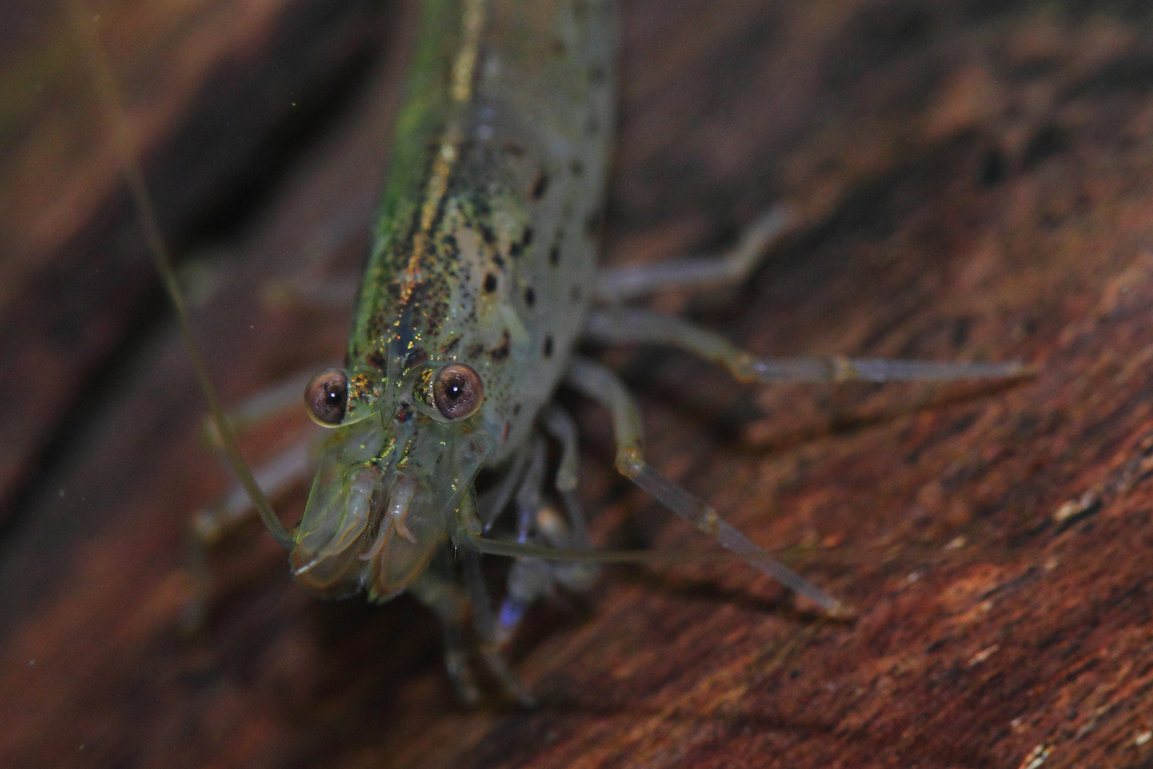 Glossolepis incisus