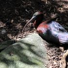 glossy ibis