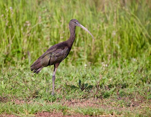 Glossy Ibis