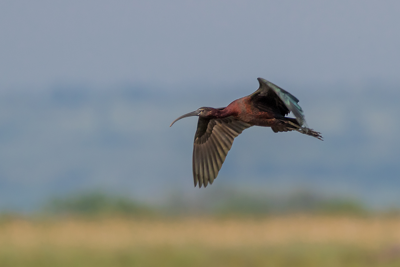 Glossy Ibis (Brauner Sichler)