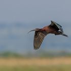 Glossy Ibis (Brauner Sichler)