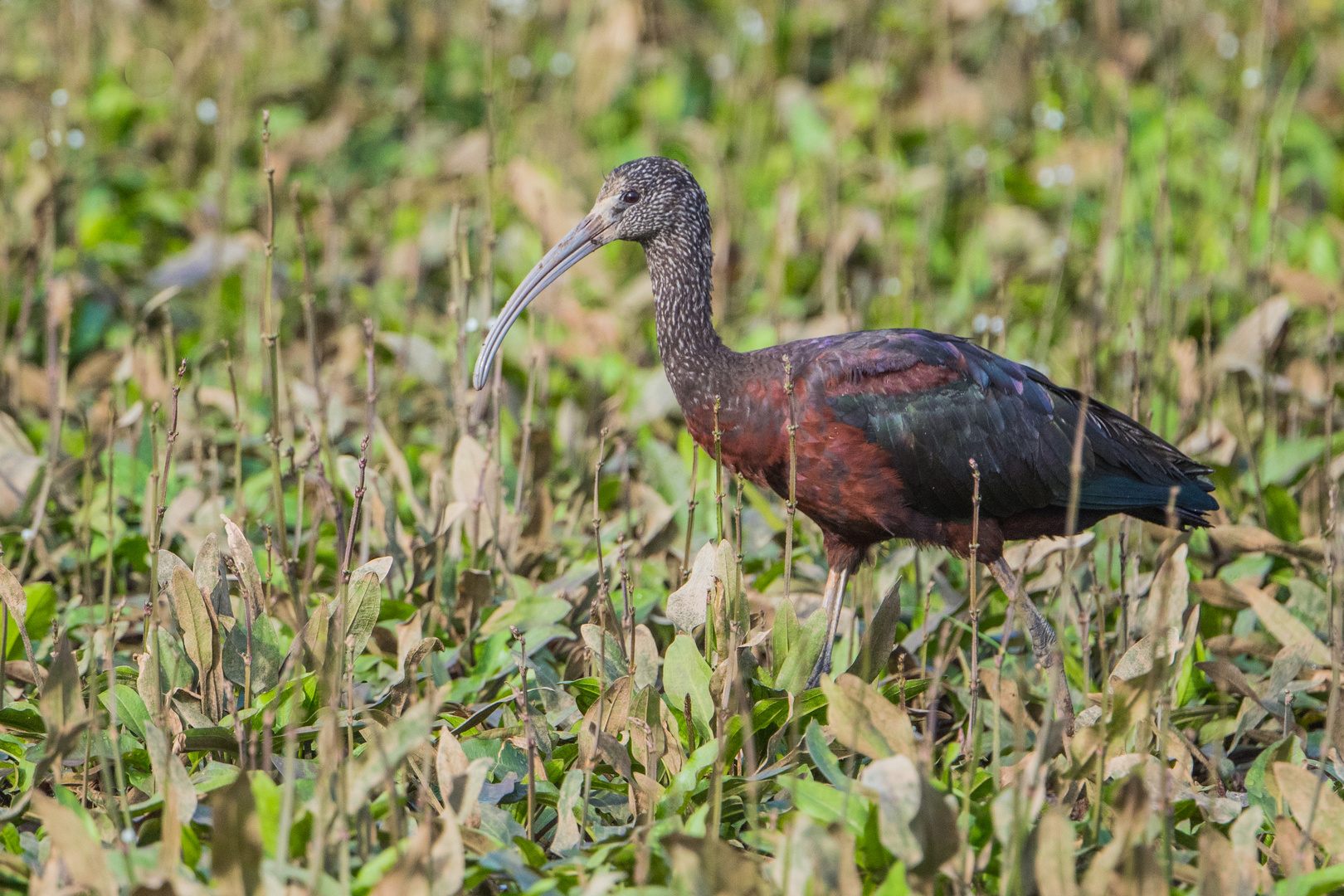 Glossy Ibis oder Brauner Sichler