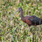 Glossy Ibis oder Brauner Sichler