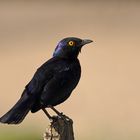 ~glossy starling~