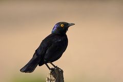 ~glossy starling~