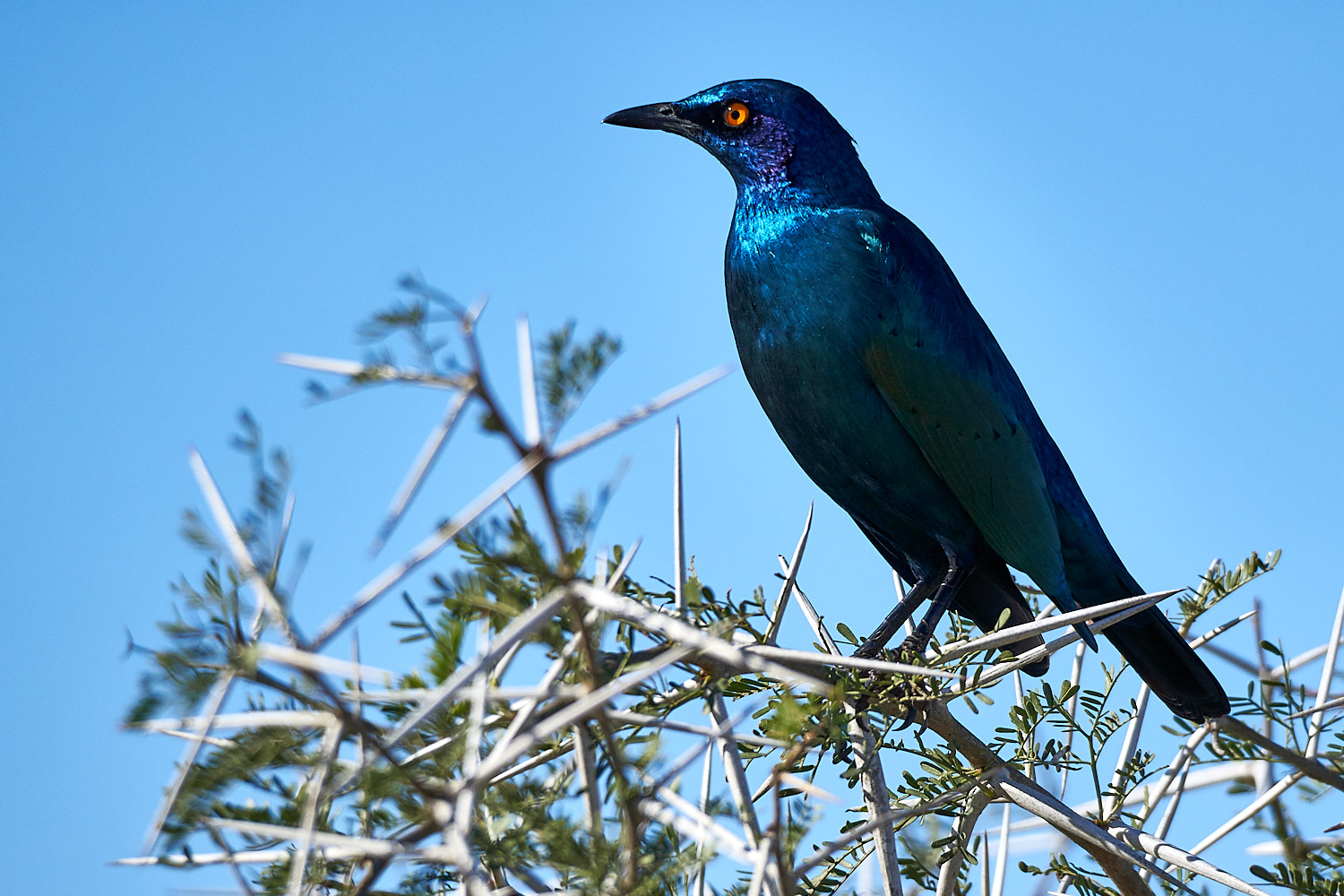 Glossy Starling