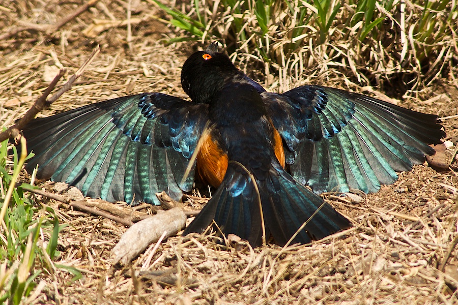 Glossy Starling