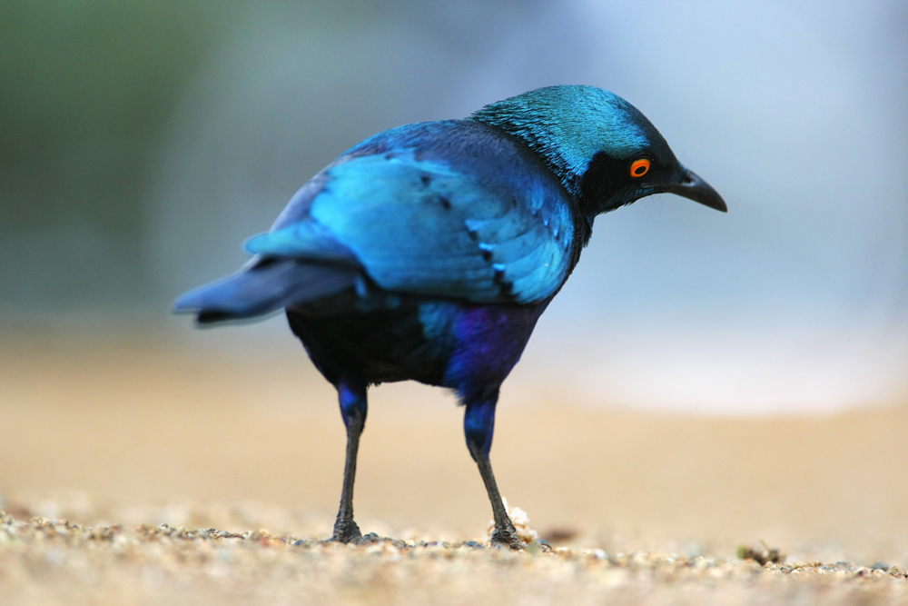 ~ GLOSSY STARLING ~