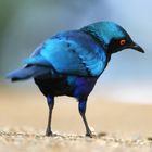 ~ GLOSSY STARLING ~