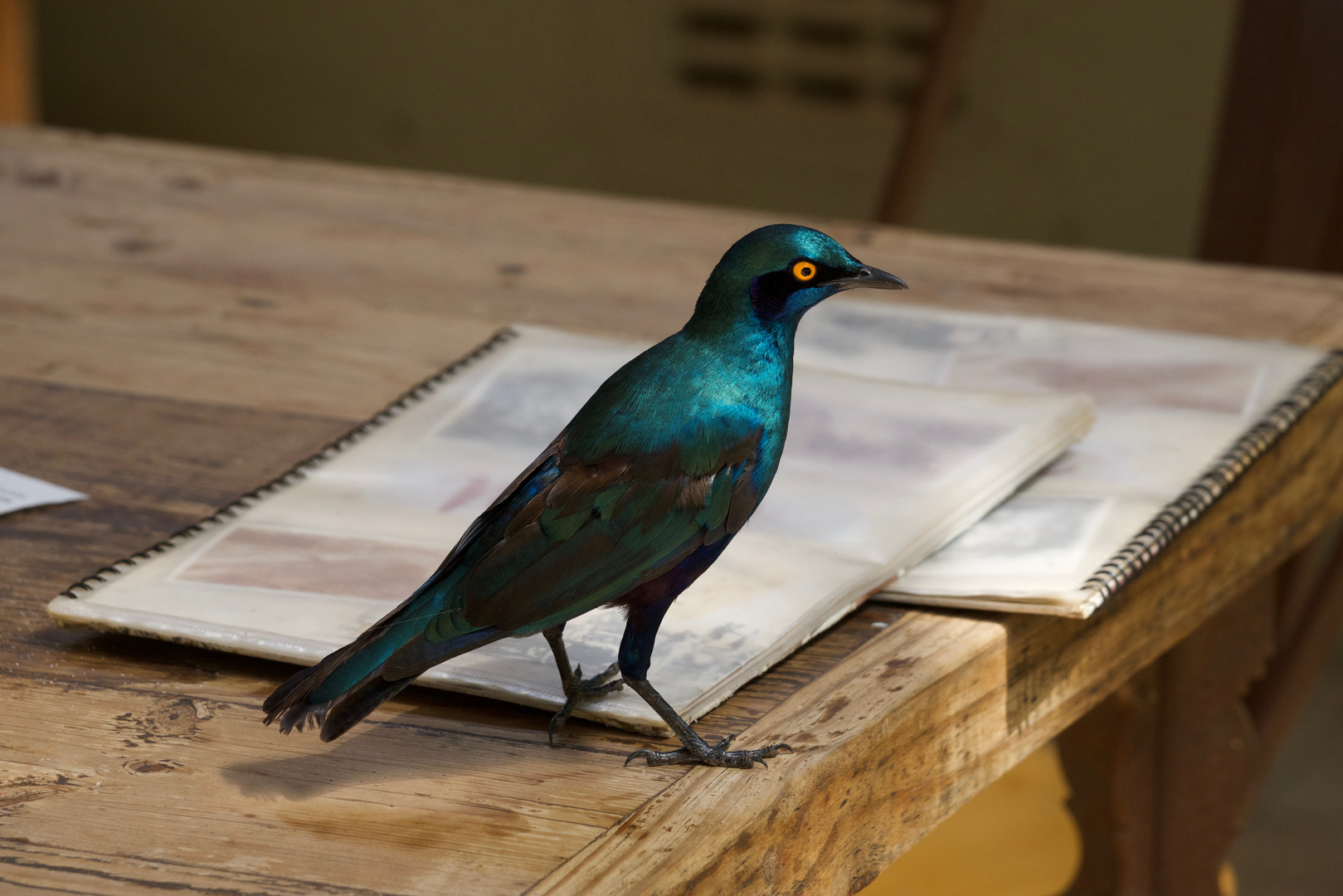 Glossy starling 