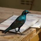 Glossy starling 