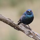 Glossy Starling... mit bösem Blick