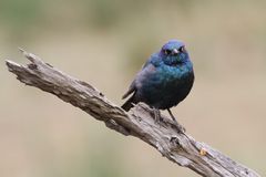 Glossy Starling... mit bösem Blick