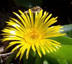 Glottiphllum semicylindricum