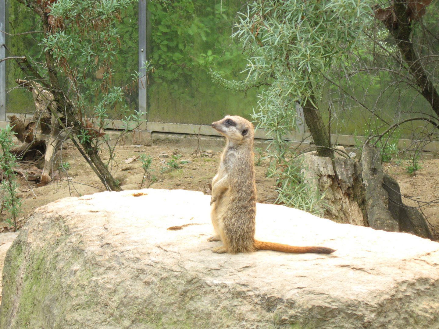 glotz ein erdmännchen