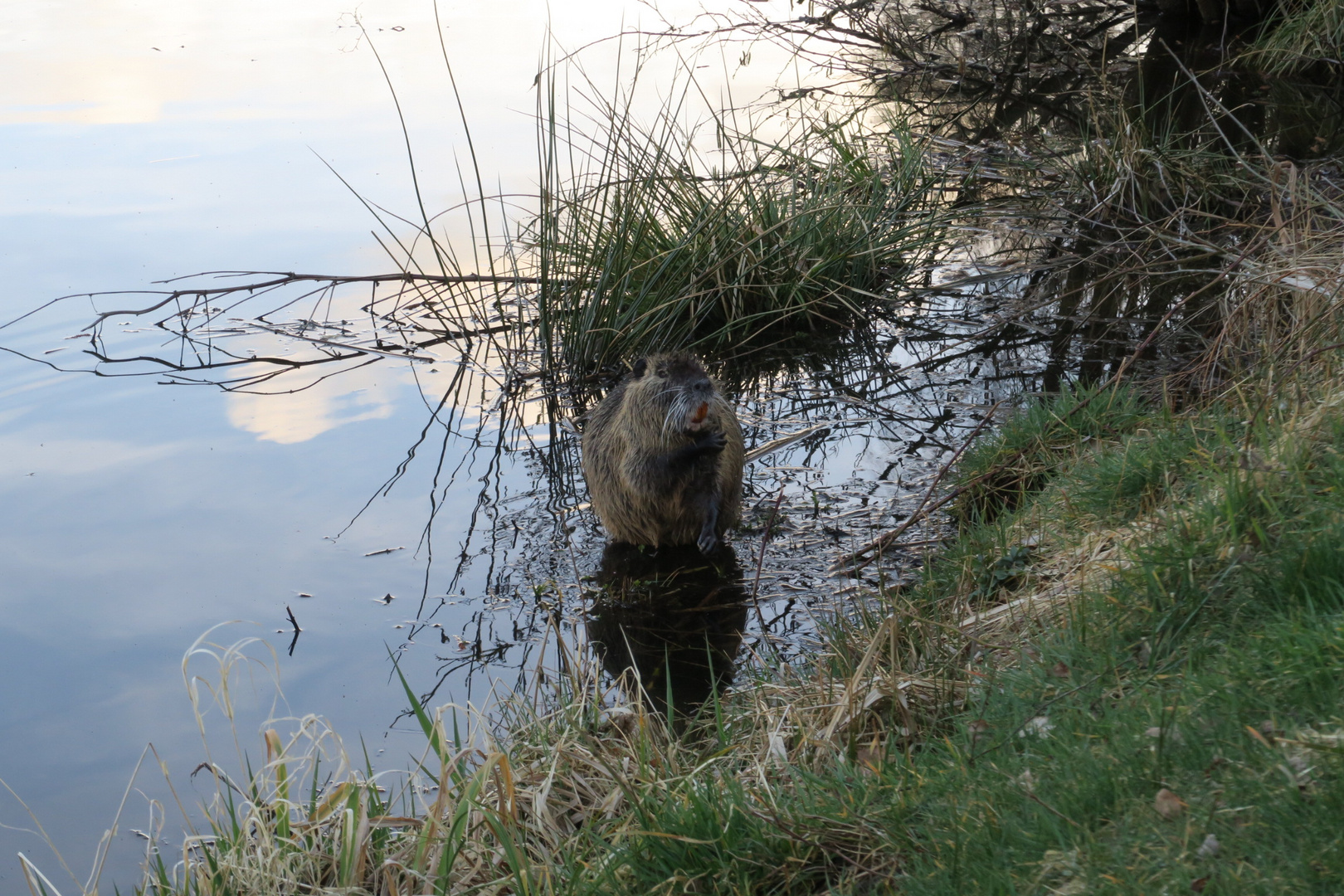 Glotz nicht so. Noch nie ein Nutria beim putzen gesehen?