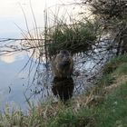 Glotz nicht so. Noch nie ein Nutria beim putzen gesehen?