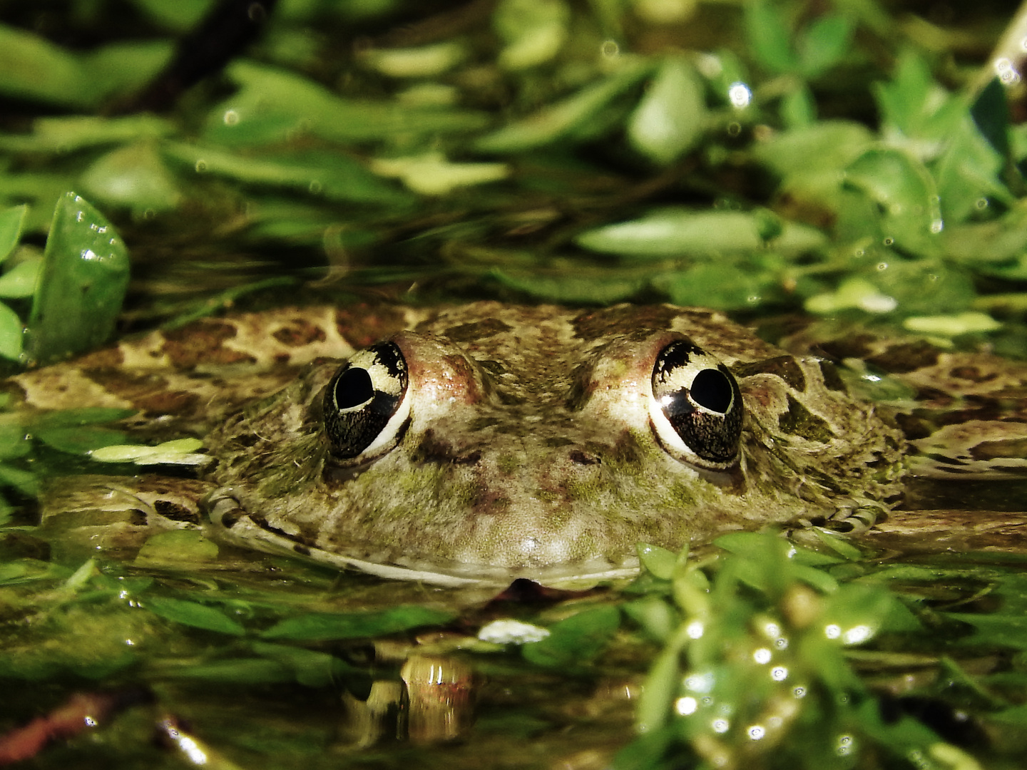 Glotzfrosch