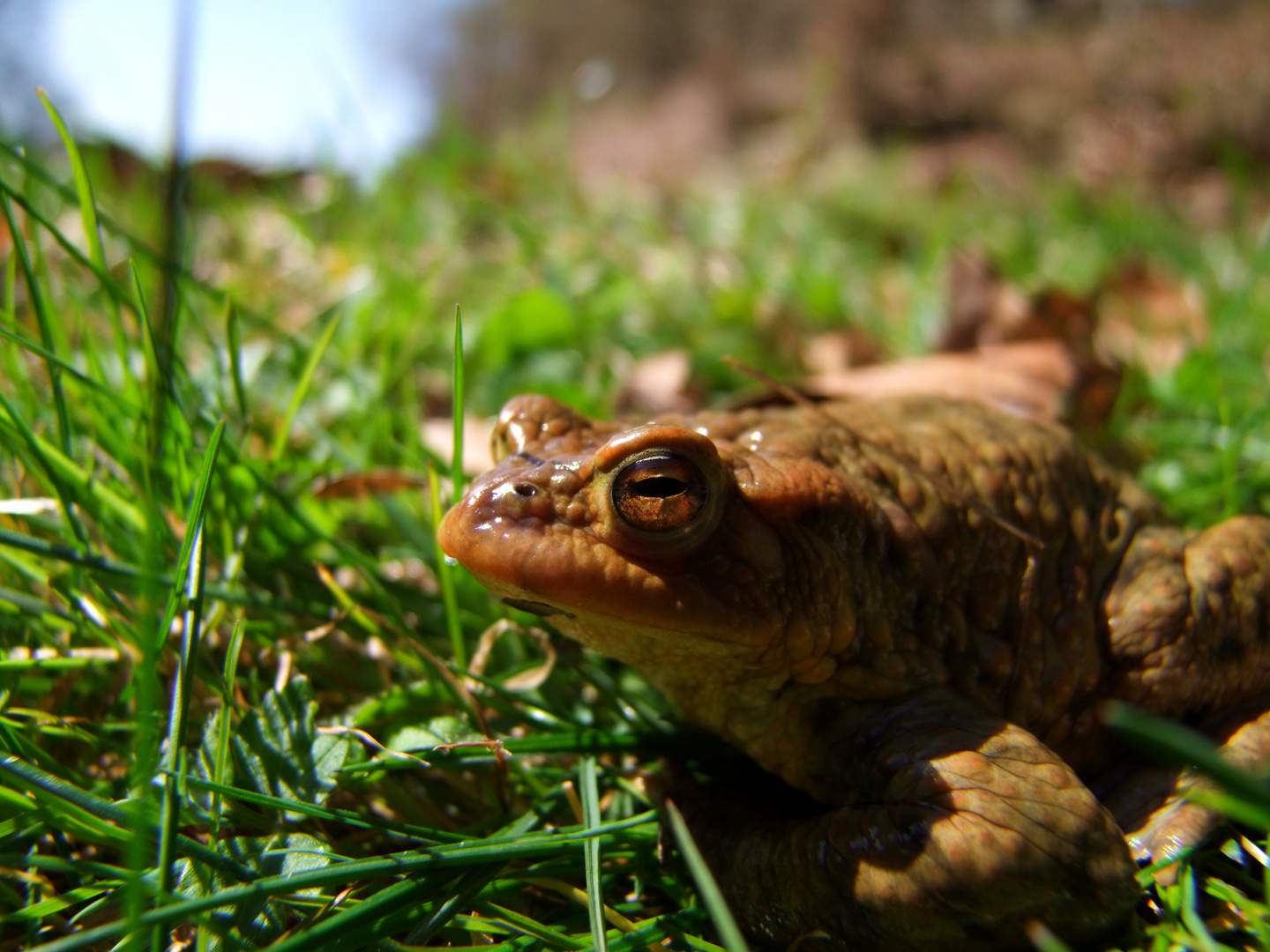 Glotzfrosch =)